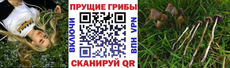Галлюциногенные грибы прущие грибы  Купить закладки  Пятигорск 